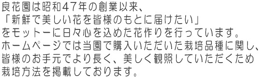 良花園は昭和47年の創業以来、「新鮮で美しい花を皆様のもとに届けたい」をモットーに日々心を込めた花作りを行っています。ホームページでは当園で購入いただいた栽培品種に関し、皆様のお手元でより長く美しく観照していただくため栽培方法を掲載しております。